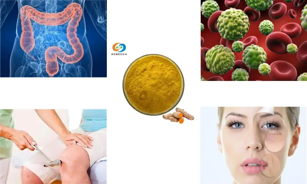 What are the main uses of curcumin powder?